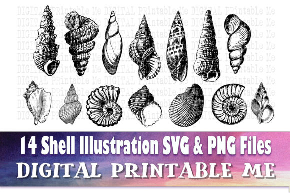 Download Sea Shell Line Art, Drawing Beach - Beach Collection