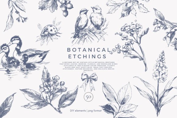 Download Botanical Clipart Vintage Illustration - Illustration Collection