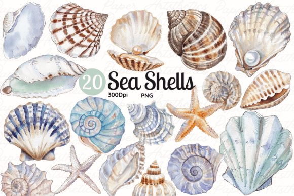 Download Seashell Clipart Sea Shell Illustrations - Illustration Collection