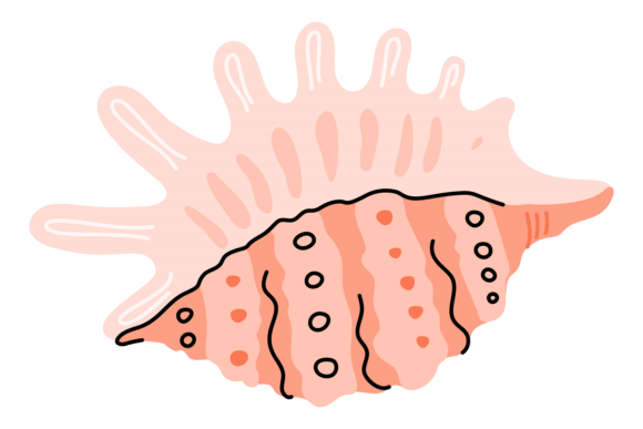 Download Mollusk Shell Exotic. Beach Tropical Sea - Beach Collection